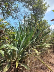 Agave