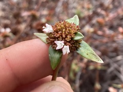 Spermacoce nesiotica