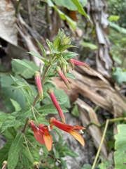 Lobelia laxiflora