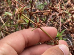 Spermacoce nesiotica