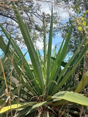 Agave