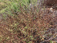 Spermacoce nesiotica