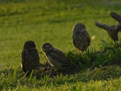 Athene cunicularia floridana