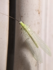 Ceraeochrysa lineaticornis