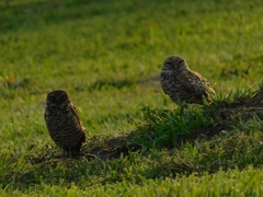 Athene cunicularia floridana