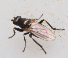 Copromyzinae