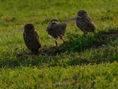 Athene cunicularia floridana