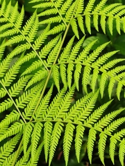 Macrothelypteris