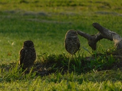 Athene cunicularia floridana