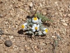 Eriophyllum lanosum