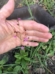 Talinum paniculatum