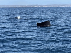 Indo-Pacific Sailfish photo 4