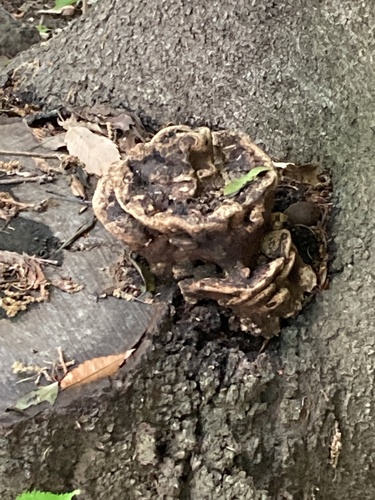 Vanderbylia fraxinea