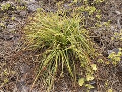 Cyperus duripes