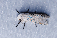 Polyphagozerra coffeae