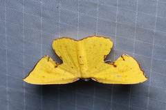 Corymica spatiosa