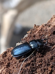 Platycerus oregonensis