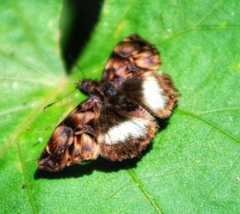 Noctuana lactifera