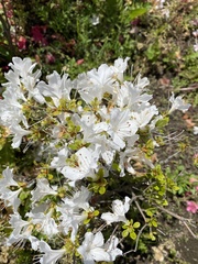 Rhododendron obtusum