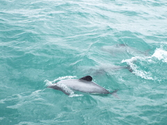 Cephalorhynchus hectori