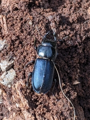 Platycerus oregonensis