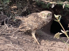 Athene cunicularia rostrata