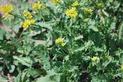 Rorippa sinuata