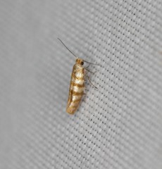 Argyresthia quadristrigella