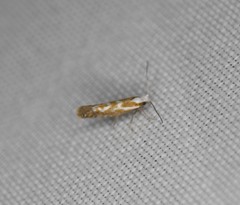 Argyresthia freyella