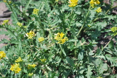 Rorippa sinuata