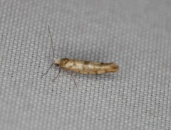 Argyresthia alternatella