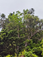 Roseodendron donnell-smithii