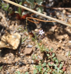 Gilia diegensis