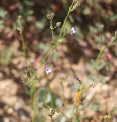 Gilia diegensis