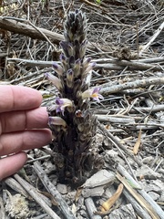 Aphyllon cooperi palmeri
