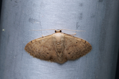 Idaea ptyonopoda