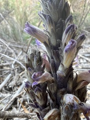Aphyllon cooperi palmeri