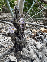 Aphyllon cooperi palmeri