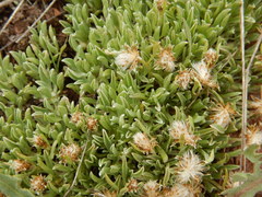 Antennaria dimorpha