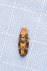 Lobesia aeolopa