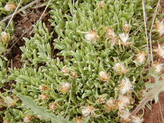 Antennaria dimorpha