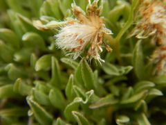 Antennaria dimorpha