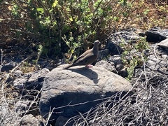 Zenaida macroura clarionensis
