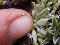 Antennaria dimorpha