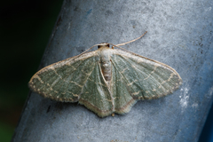 Lophophleps triangularis