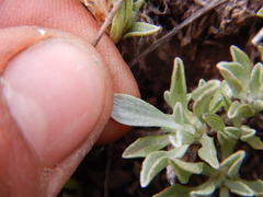 Antennaria dimorpha