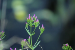 Zeltnera muehlenbergii