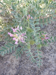 Astragalus succumbens