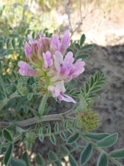 Astragalus succumbens