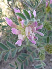 Astragalus succumbens